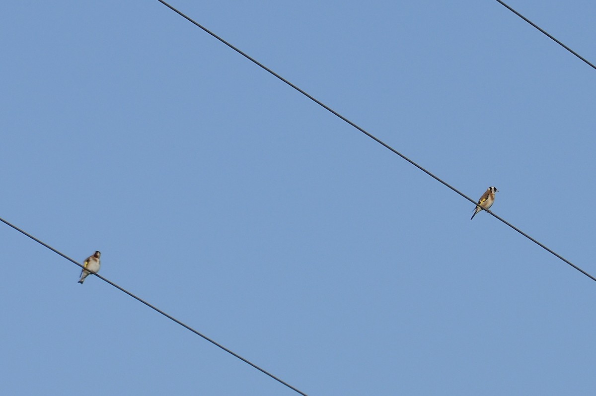 stillits - ML646961132