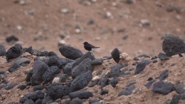 Mourning Wheatear - ML646961133