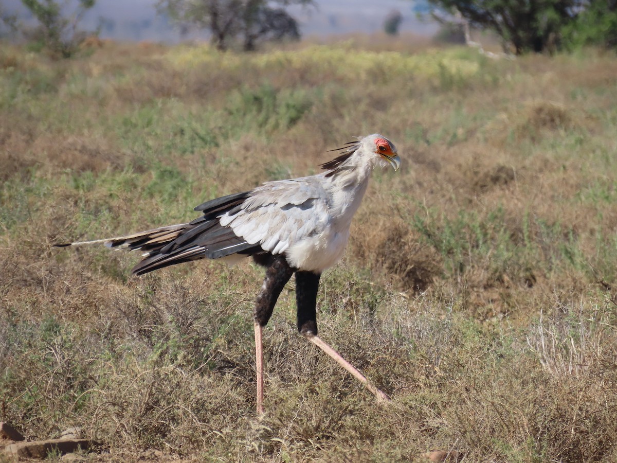 sekretærfugl - ML646961135