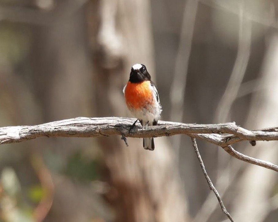 Scarlet Robin - ML646961139