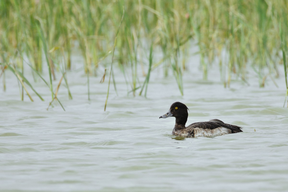 Tufted Duck - ML646961140