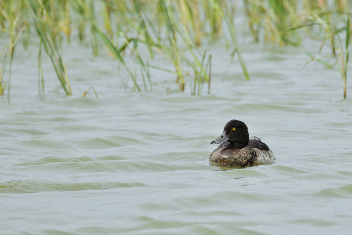 Tufted Duck - ML646961141