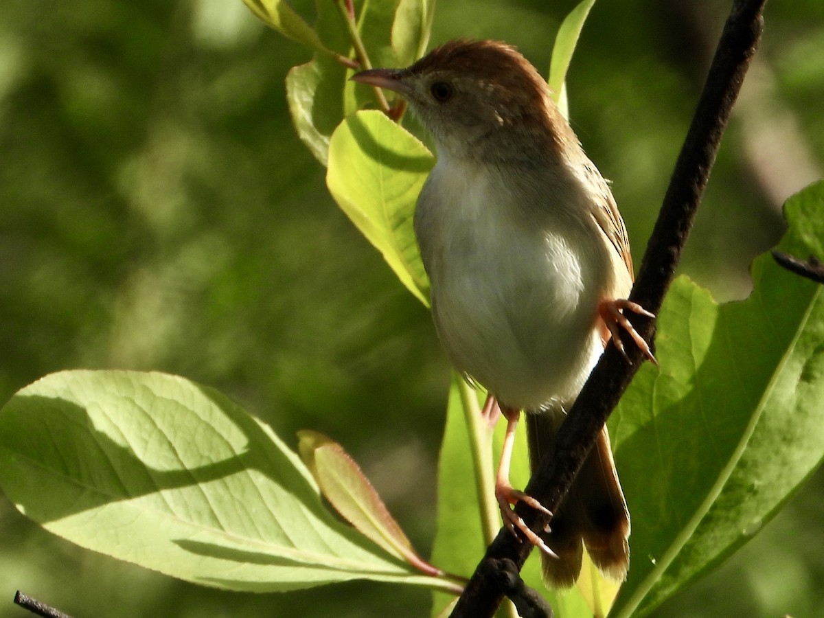 Rattling Cisticola - ML646961144