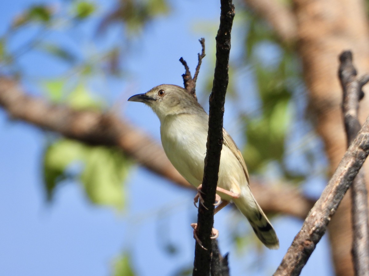 Rattling Cisticola - ML646961146