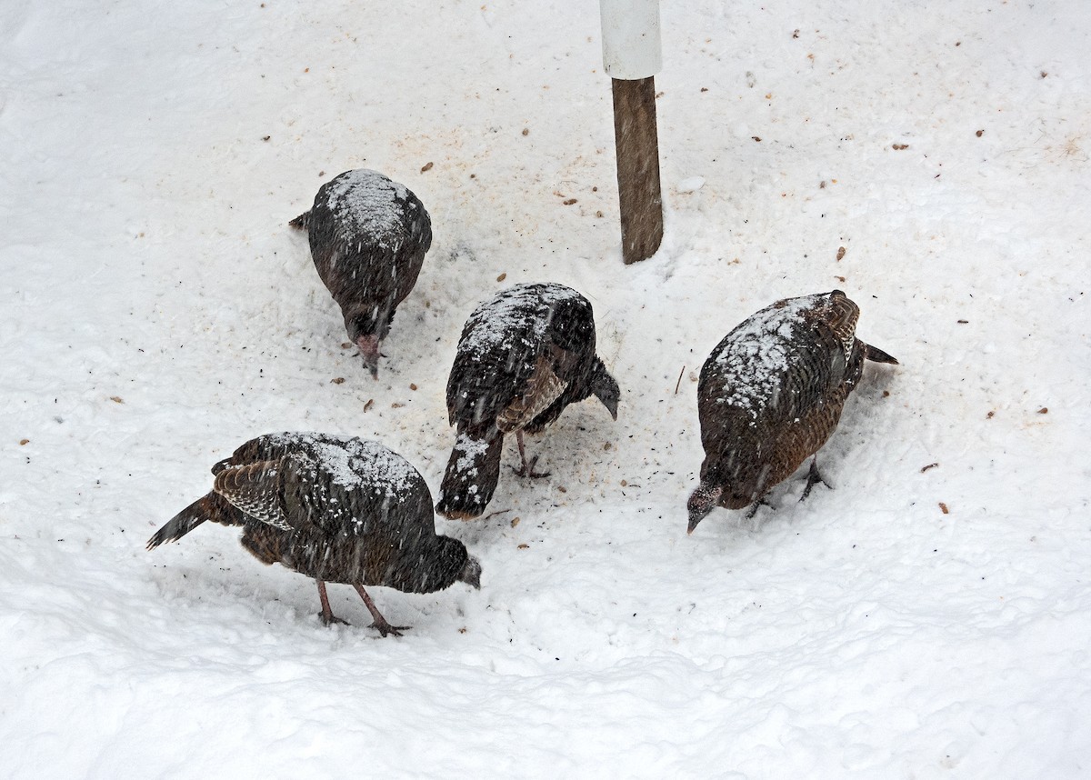 krocan divoký - ML646961152