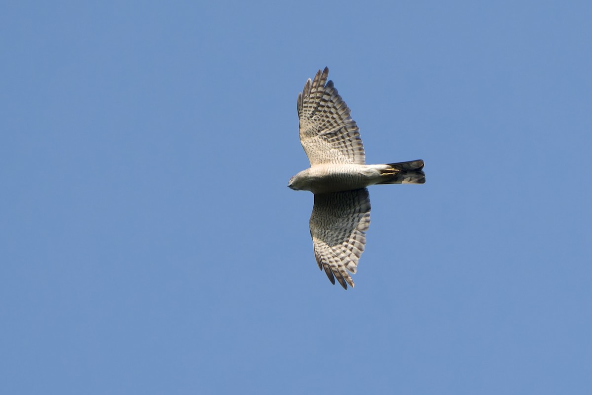 Japanese Sparrowhawk - ML646961154
