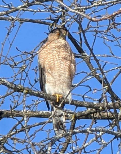 Cooper's Hawk - ML646961155