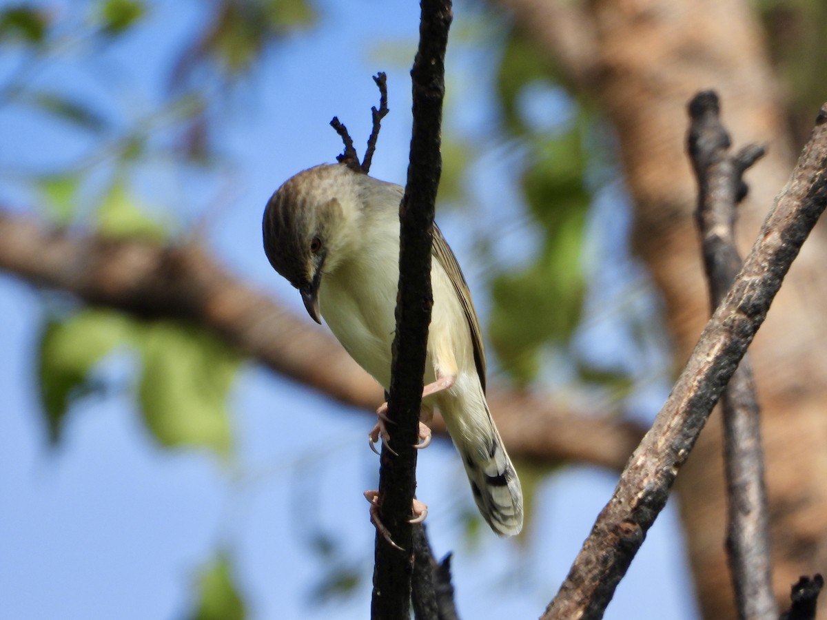 Rattling Cisticola - ML646961157