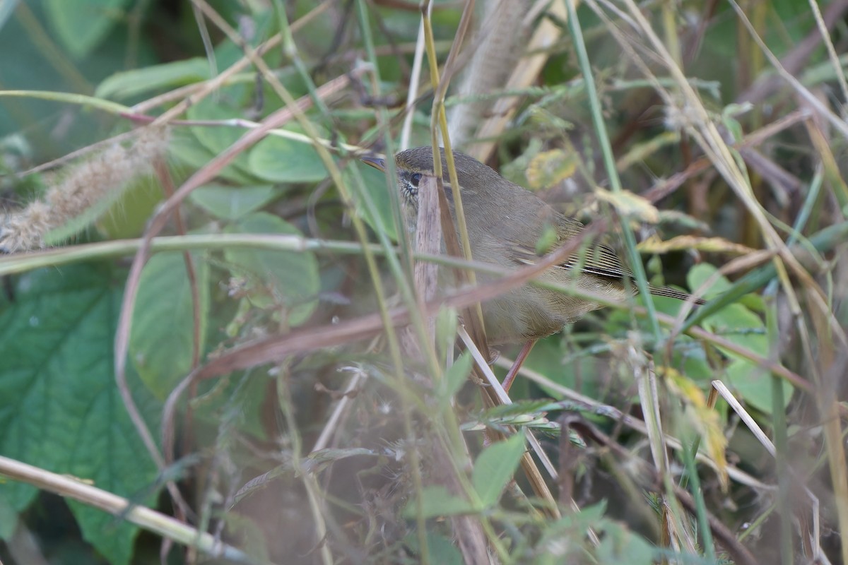 Radde's Warbler - ML646961163