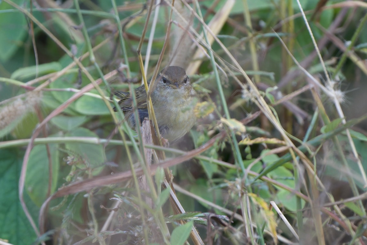Radde's Warbler - ML646961164