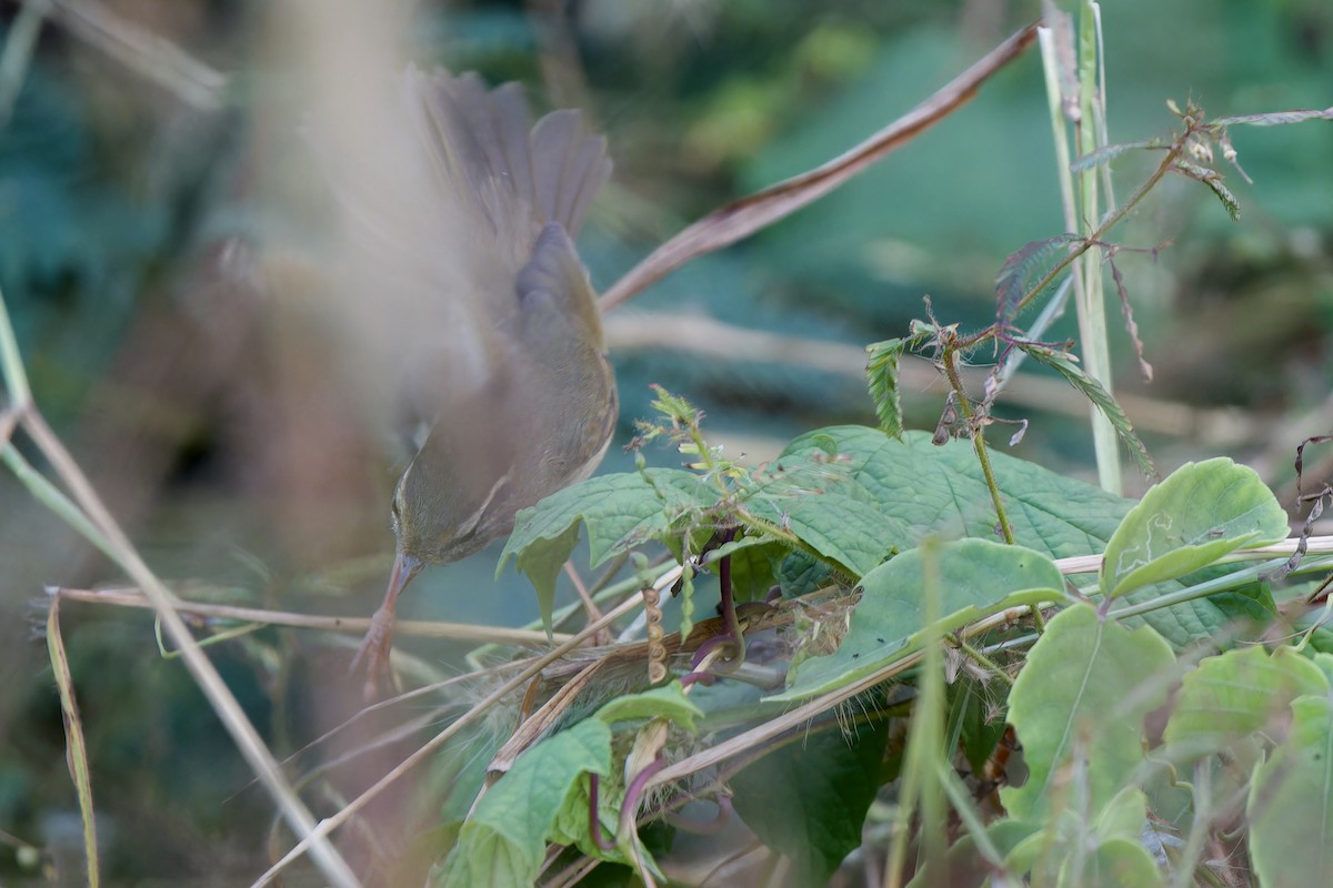 Radde's Warbler - ML646961165