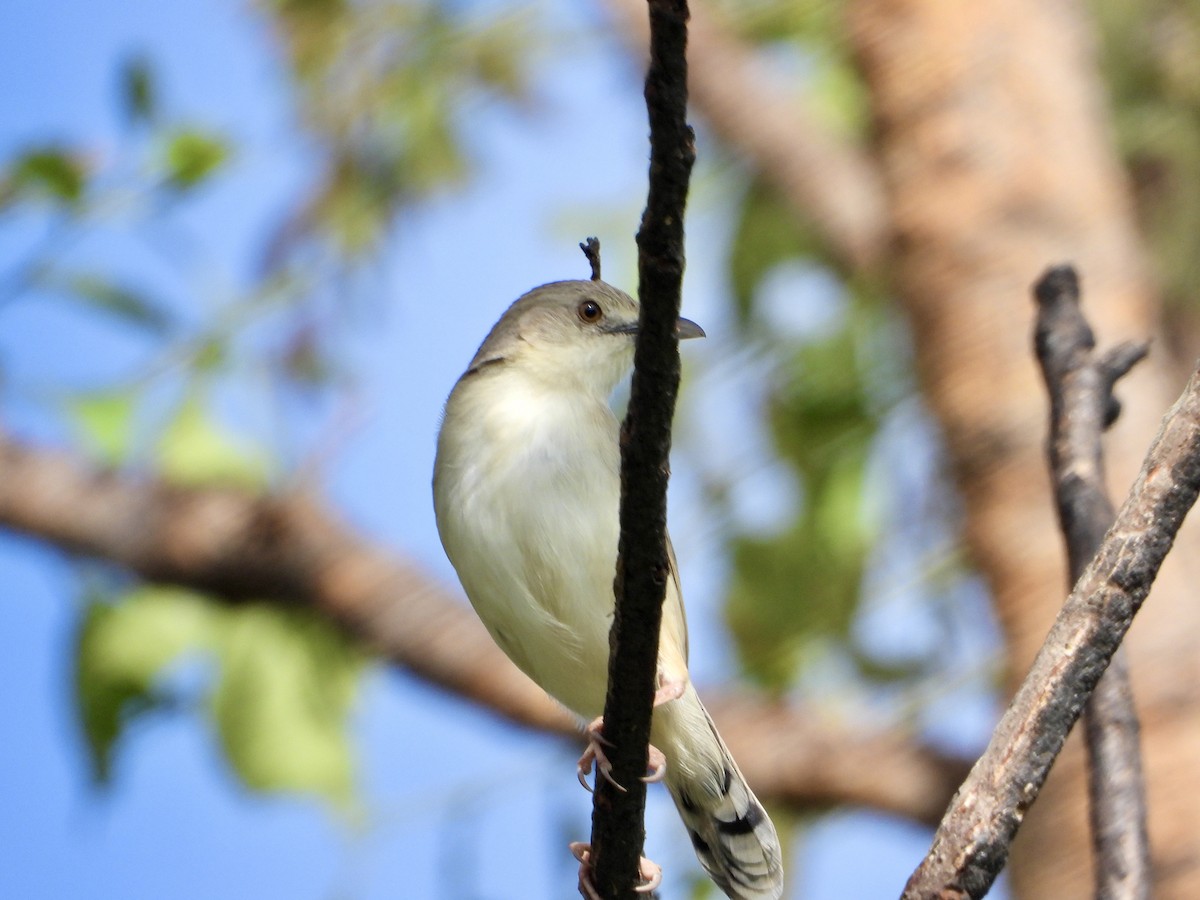 Rattling Cisticola - ML646961169