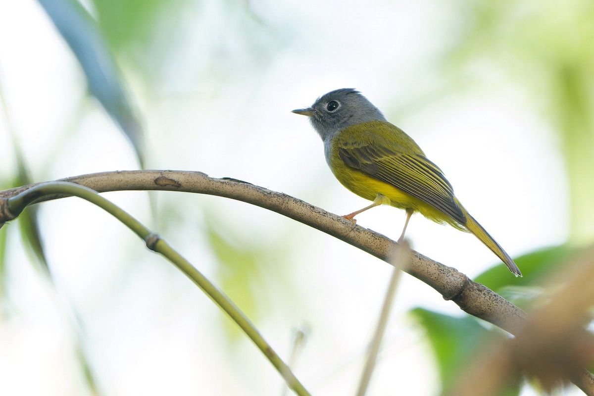 Gray-headed Canary-Flycatcher - ML646961171