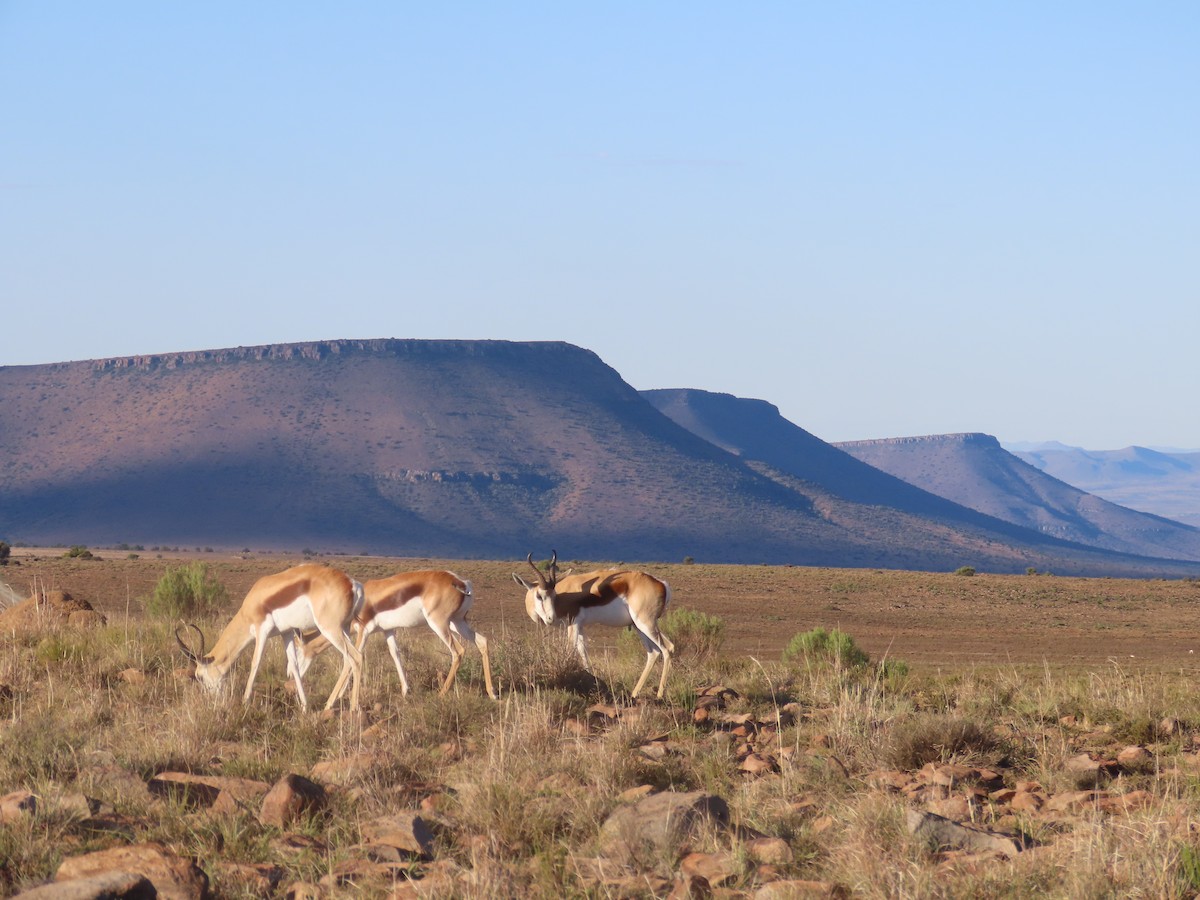 Springboks - ML646961174