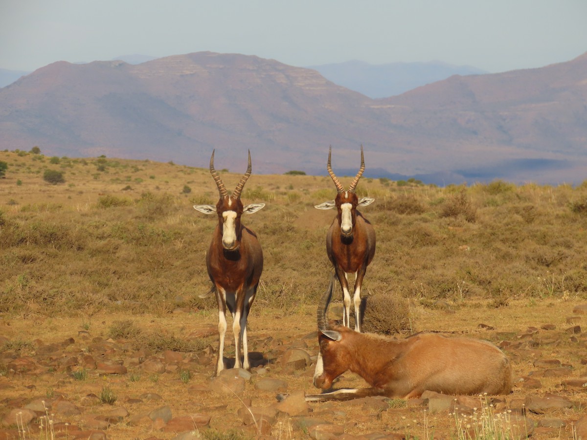 Blesbok - ML646961175