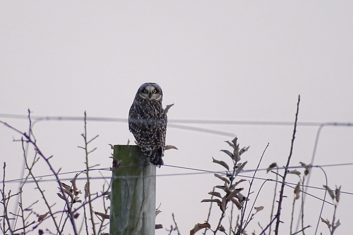 Short-eared Owl - ML646961179