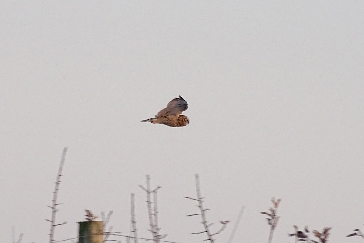 Short-eared Owl - ML646961180