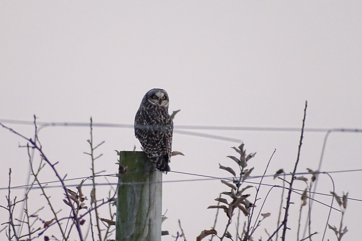 Short-eared Owl - ML646961181