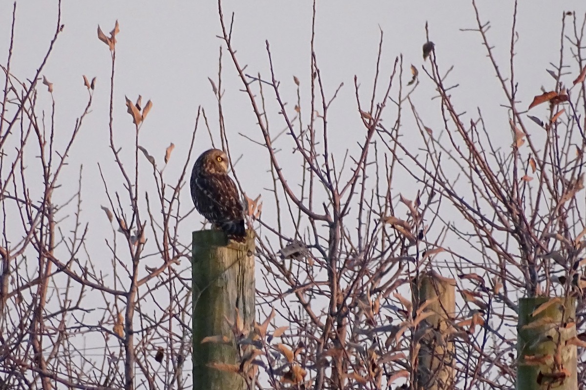 Short-eared Owl - ML646961182
