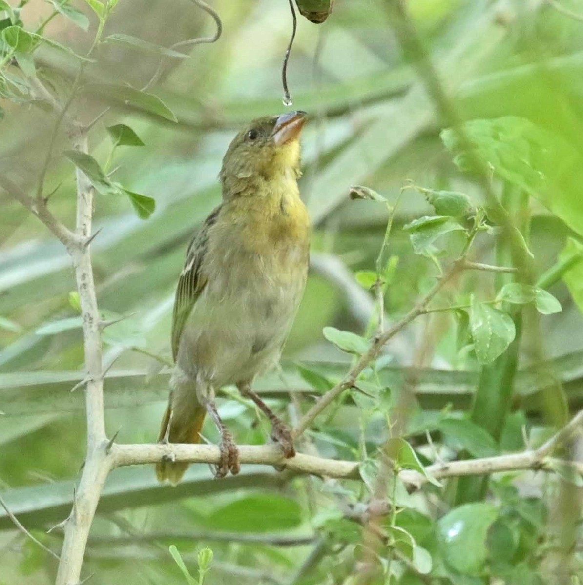 Rüppell's Weaver - ML646961183