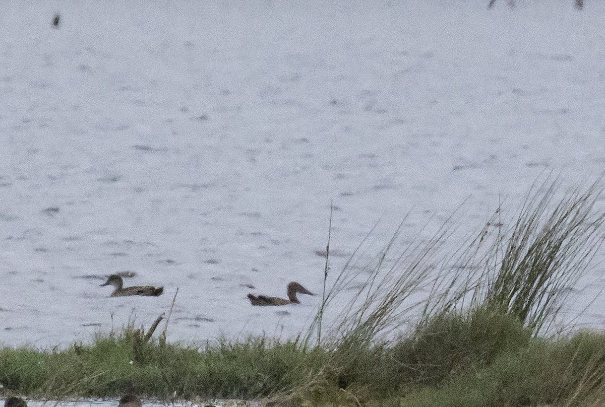 Австралийская широконоска - ML646961188