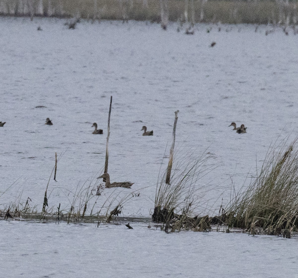 Австралийская широконоска - ML646961189