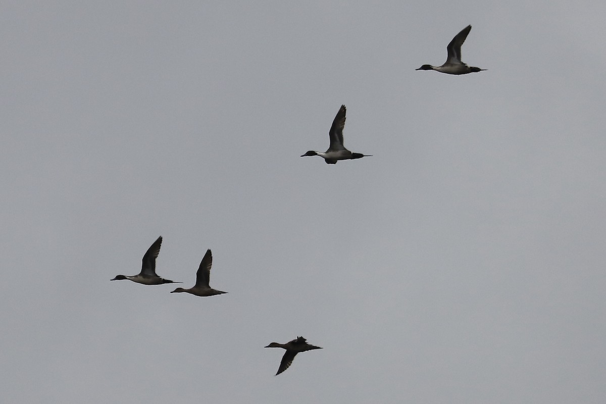 Northern Pintail - ML646961193