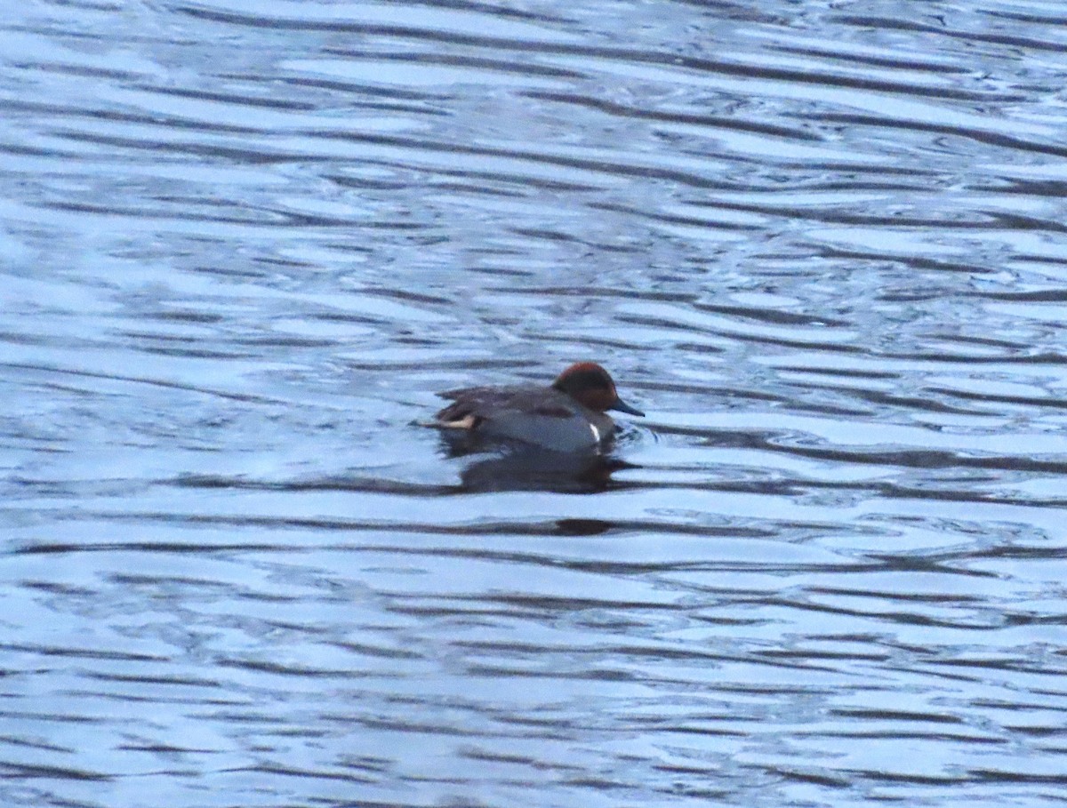Green-winged Teal - ML646961194