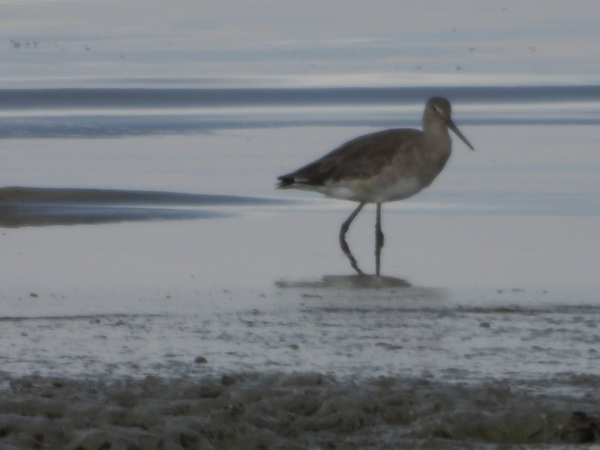 Kuliska buztanbeltza - ML646961196