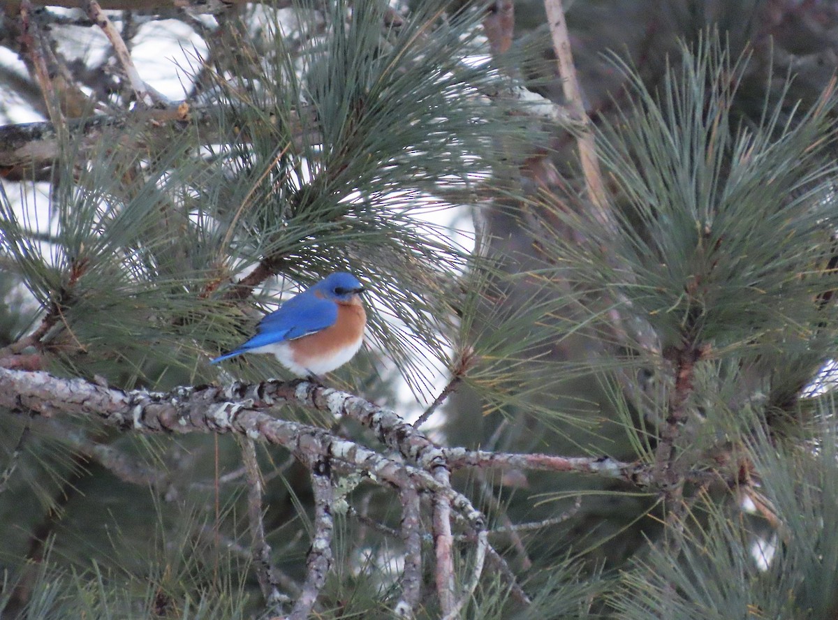 Eastern Bluebird - ML646961198