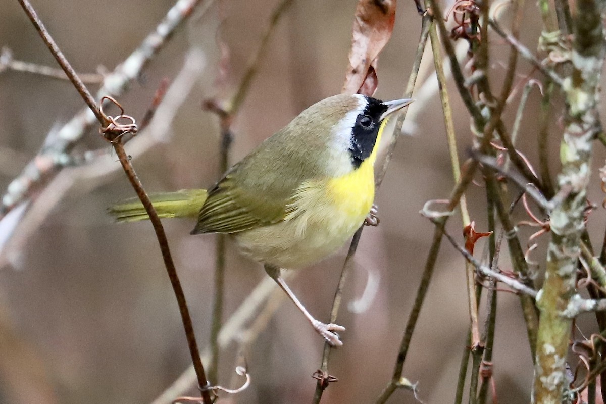 Common Yellowthroat - ML646961200