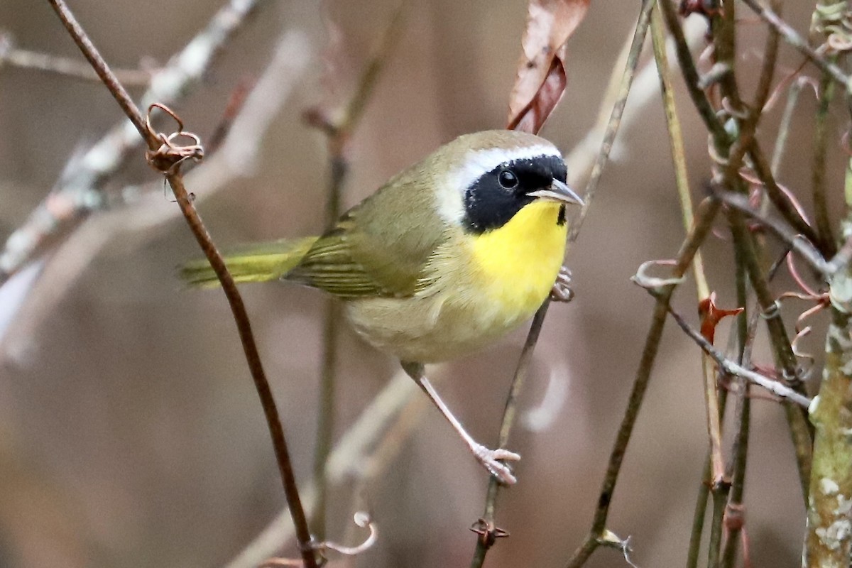 Common Yellowthroat - ML646961202