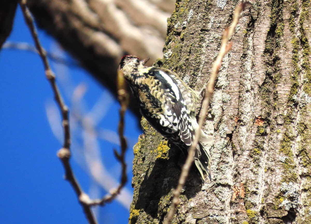 Yellow-bellied Sapsucker - ML646961204