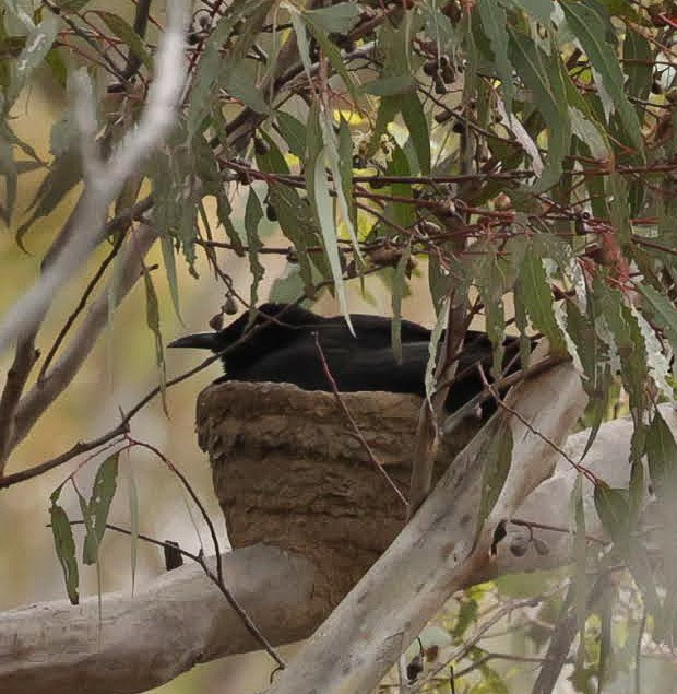 White-winged Chough - ML646961205