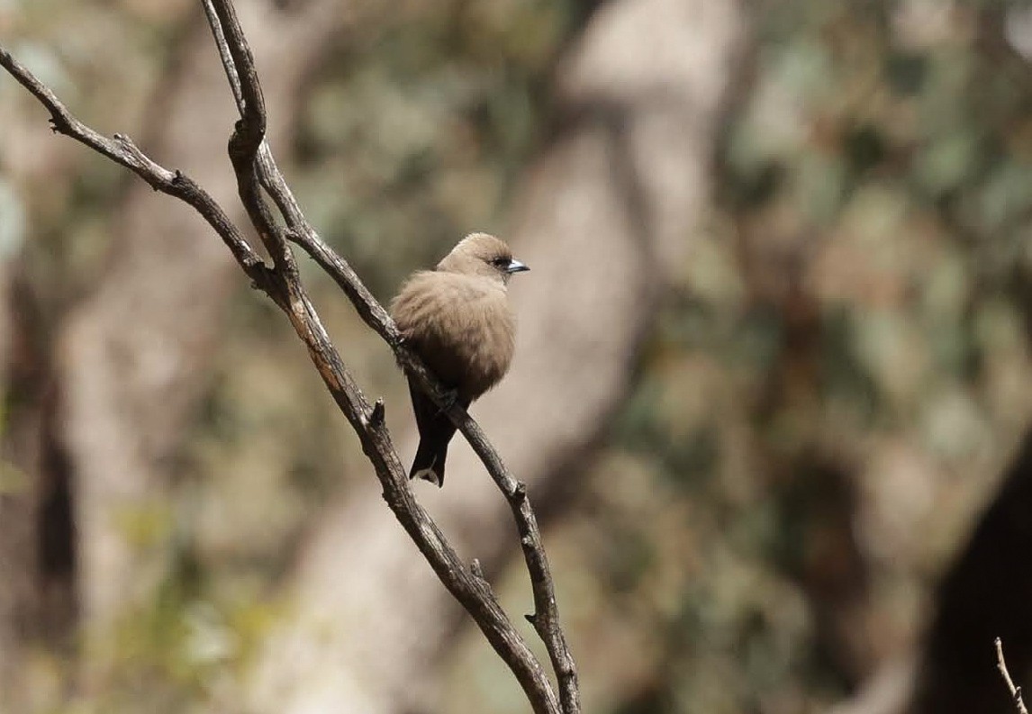 Dusky Woodswallow - ML646961207