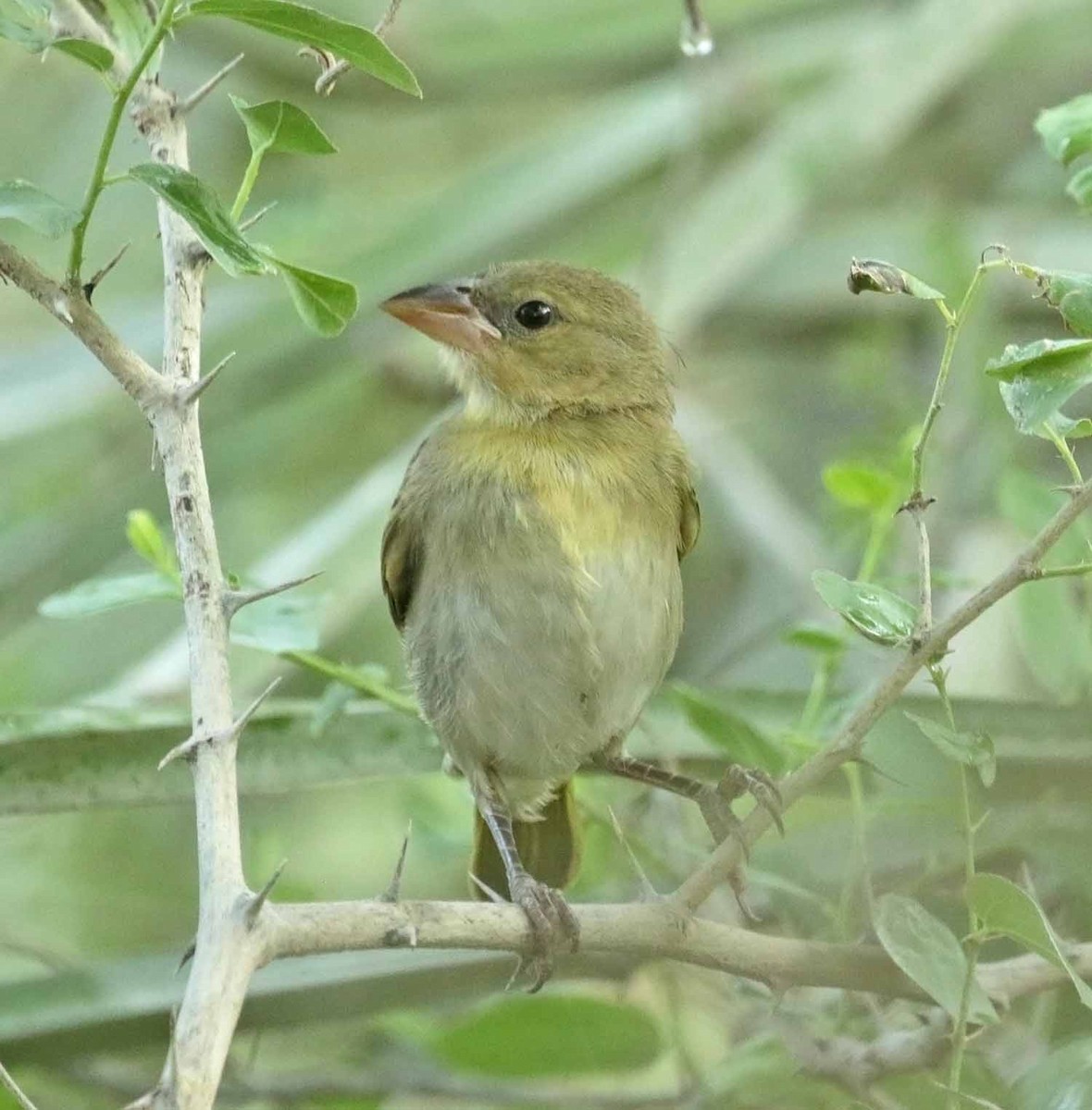 Rüppell's Weaver - ML646961208
