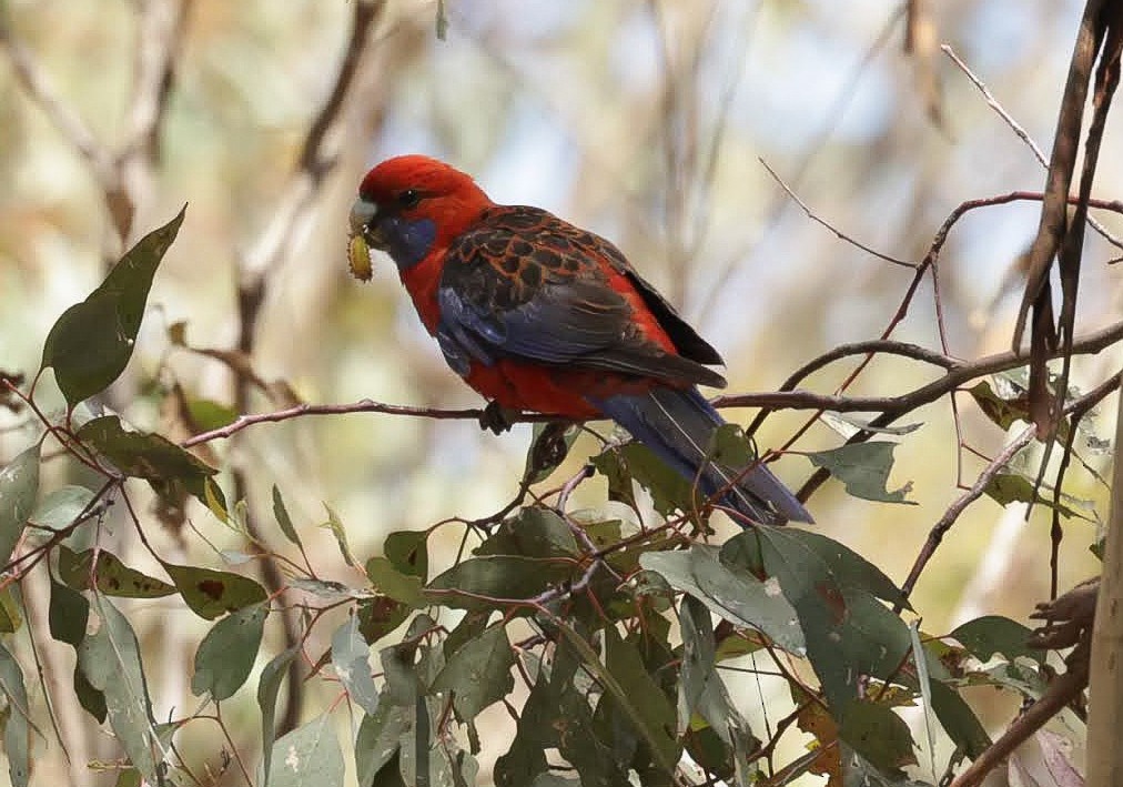 Crimson Rosella - ML646961209