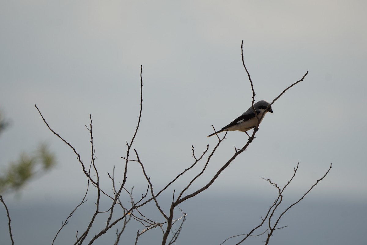 Lesser Gray Shrike - ML646961210