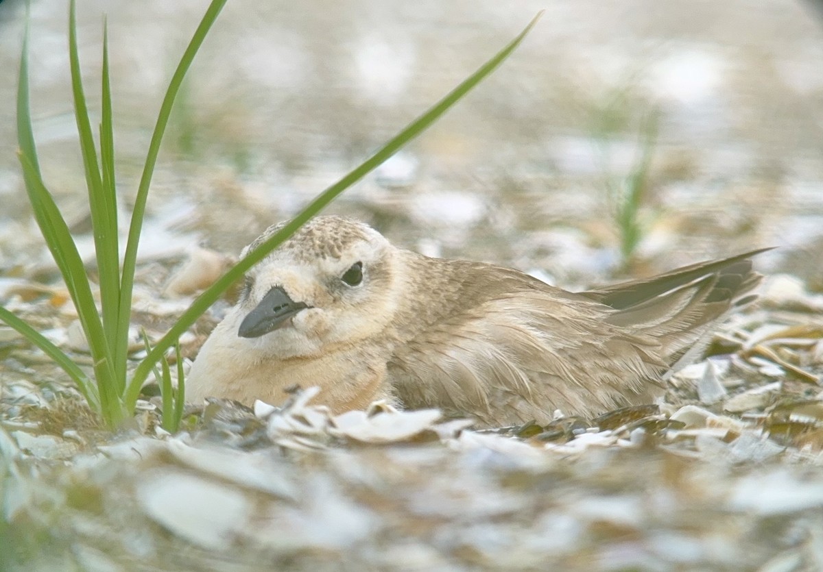 Red-breasted Dotterel - ML646961211