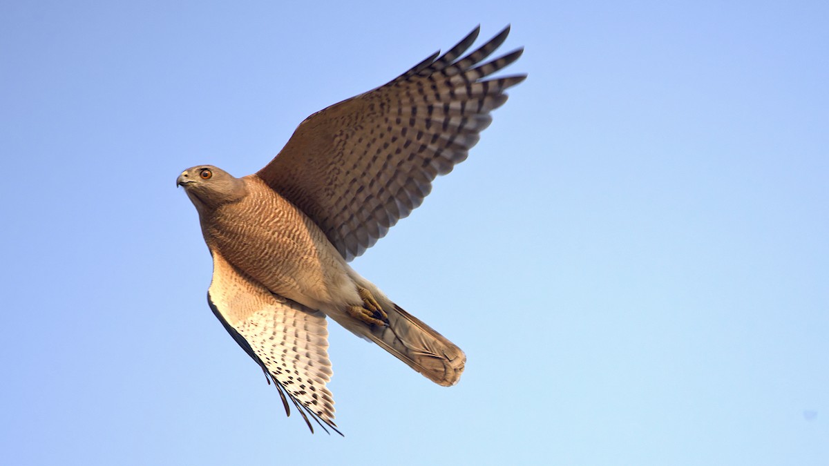 נץ הים הכספי - ML646961214