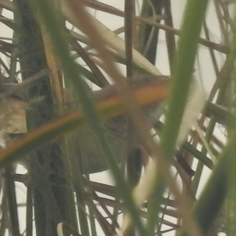 קנית אורז - ML646961216