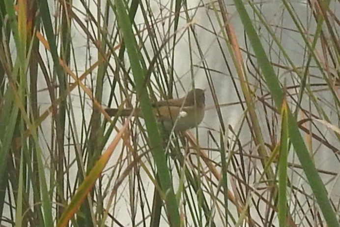 קנית אורז - ML646961217