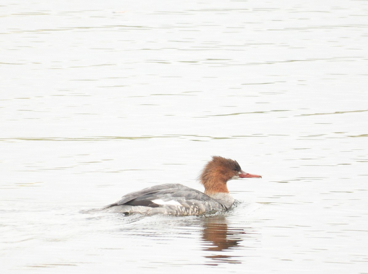 Zerra handia - ML646961218