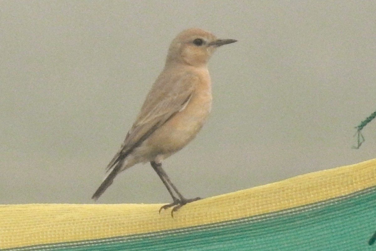 סלעית ערבות - ML646961224