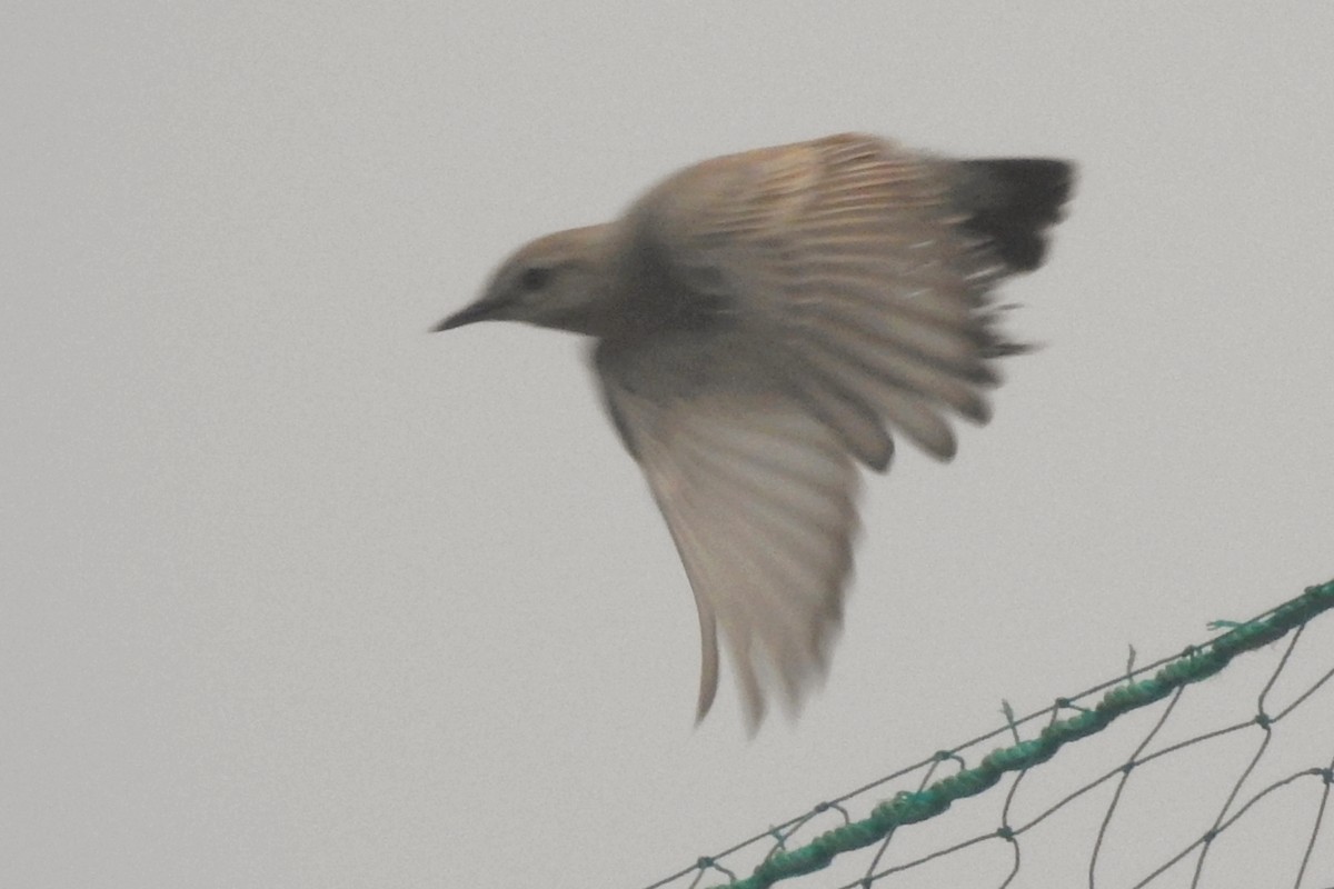 סלעית ערבות - ML646961225