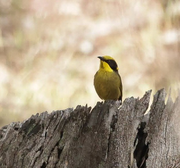 Yellow-tufted Honeyeater - ML646961226