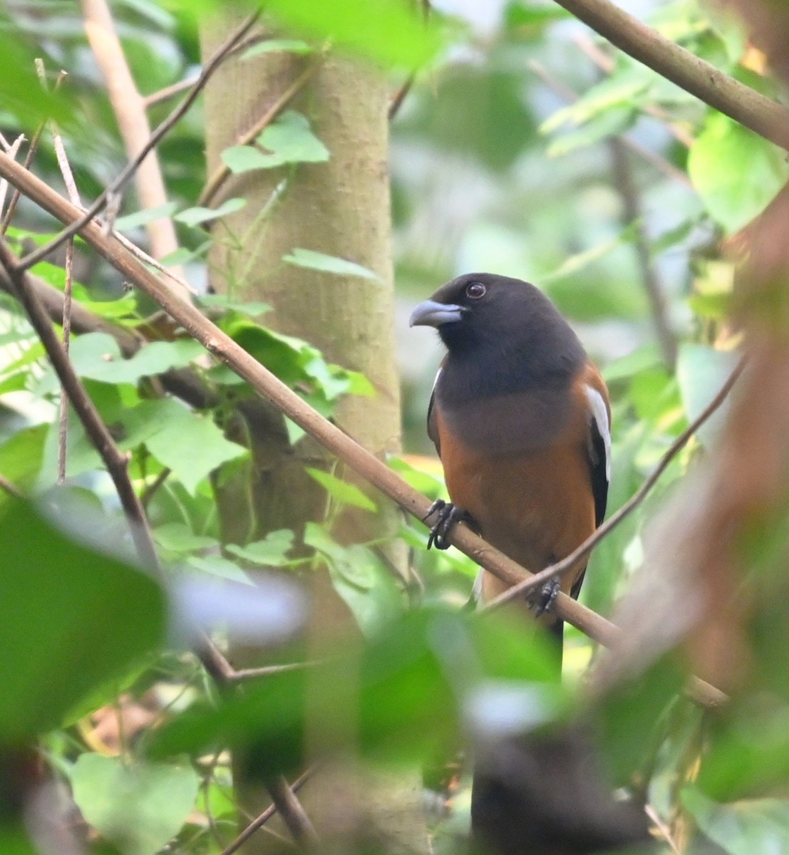 straka toulavá - ML646961228