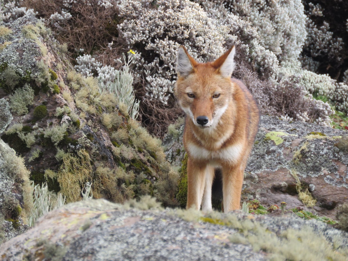 Ethiopian Wolf - ML646961230