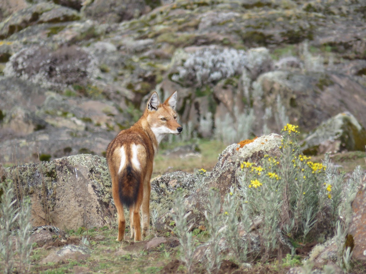 Ethiopian Wolf - ML646961231