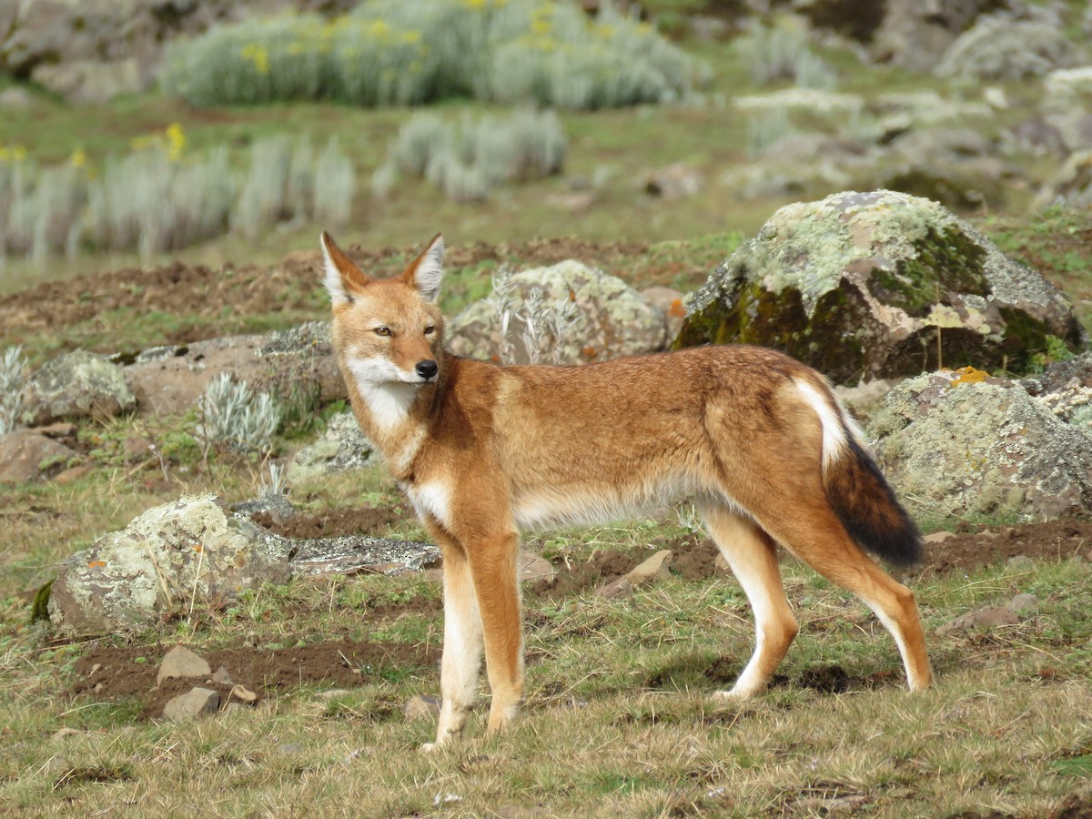 Ethiopian Wolf - ML646961232